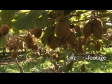 Kiwifruit on the Vine 2788